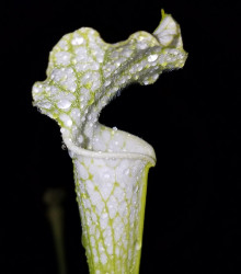 Špirlice bělolistá bílá - Sarracenia leucophylla - semena - 10 ks