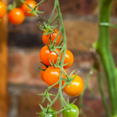 Rajče Yoney F1 - Solanum lycopersicum - semena - 6 ks