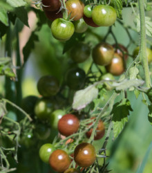 BIO Rajče Koktejlové Brown Berry - Solanum lycopersicum - bio semena - 7 ks