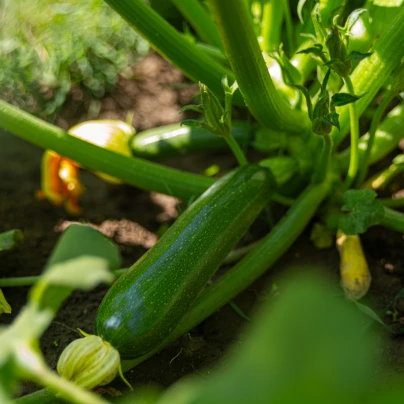 BIO Cuketa Ola Escaladora - Cucurbita pepo - bio semena - 5 ks