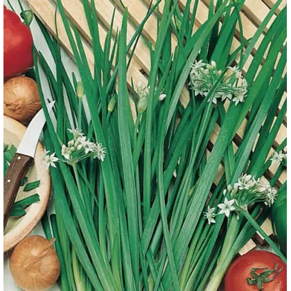 BIO Pažitka Polyfit - Allium - bio semena - 0,5 g