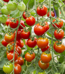 BIO Divoké rajče Rote Murmel - Solanum pimpinellifolium - bio semena - 6 ks