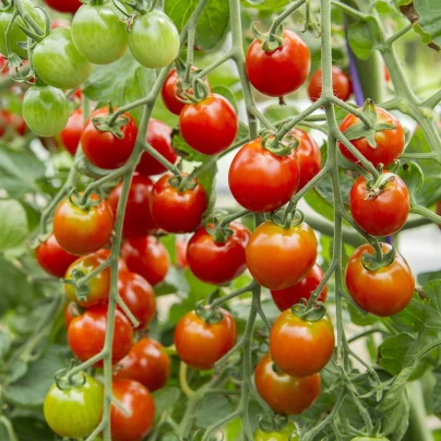 BIO Divoké rajče Rote Murmel - Solanum pimpinellifolium - bio semena - 6 ks