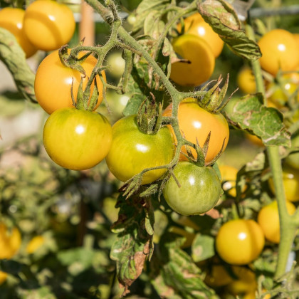 BIO Rajče Tom Yellow - Solanum lycopersicum - bio semena - 7 ks