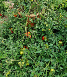BIO Rajče Primabella PhR - Solanum lycopersicum - bio semena - 8 ks