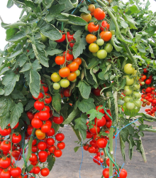 Rajče Gallant F1 - Solanum lycopersicum - semena - 10 ks