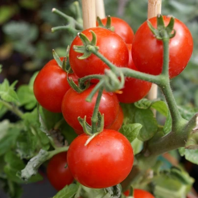 Rajče balkónové Balkonstar - Solanum lycopersicum - semena - 10 ks