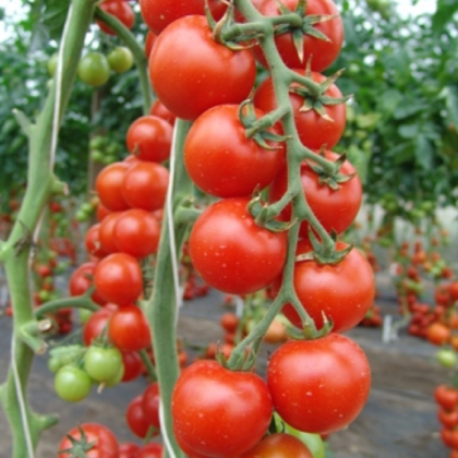 Rajče Spencer F1 - Solanum lycopersicum - semena - 20 ks