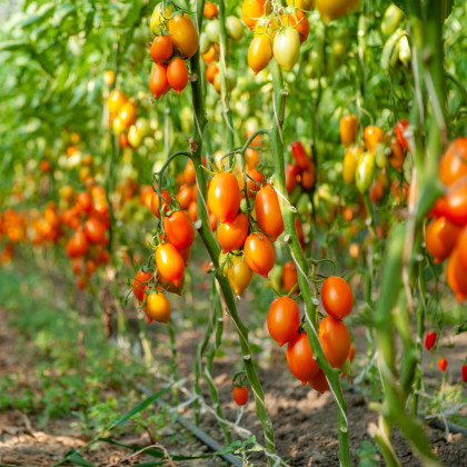 Rajče Radana - Solanum lycopersicum - semena - 15 ks