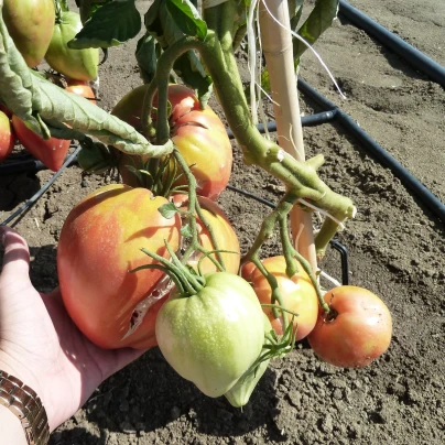 Rajče Býčí srdce Herodes - Solanum lycopersicum - semena - 15 ks