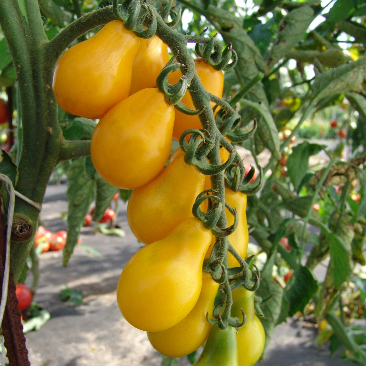 Rajče Perun - Solanum lycopersicum - semena - 100 ks