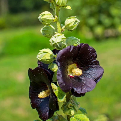 Topolovka černá - Alcea nigra - sazenice topolovky - 1 ks