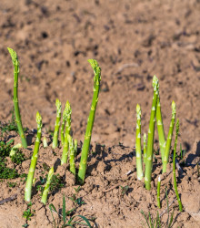 Chřest Boonlim zelený - Asparagus officinalis - prostokořenné sazenice - 2 ks