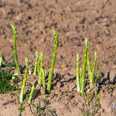 Chřest Boonlim zelený - Asparagus officinalis - prostokořenné sazenice - 2 ks