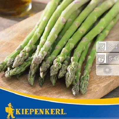 Chřest Boonlim zelený - Asparagus officinalis - prostokořenné sazenice - 2 ks