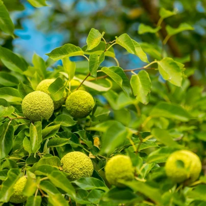 Maklura oranžová - Maclura pomifera - semena - 5 ks