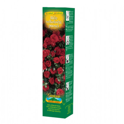 Růže velkokvětá pnoucí tmavě červená - Rosa - prostokořenné sazenice - 1 ks