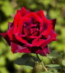 Růže záhonová červená - prostokořenné sazenice - 1 ks