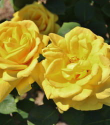 Růže záhonová žlutá - prostokořenné sazenice - 1 ks