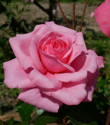 Růže záhonová tmavě růžová - Rosa - prostokořenné sazenice - 1 ks