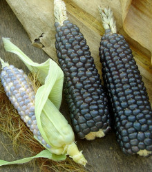Kukuřice Negrocine - Zea mays - semena - 15 ks