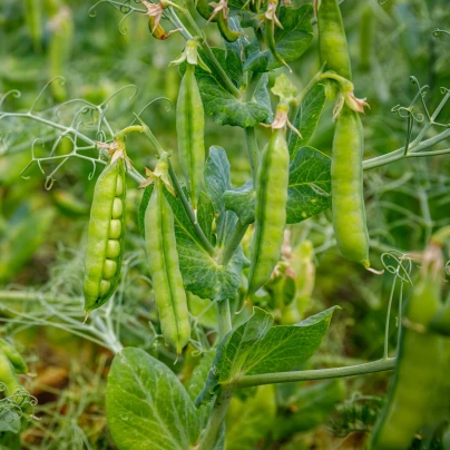 Hrách dřeňový Gloriosa - Pisum sativum - semena - 85 ks