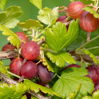 Angrešt červený - Ribes uva-crispa - prostokořenné sazenice angreštů - 1 ks