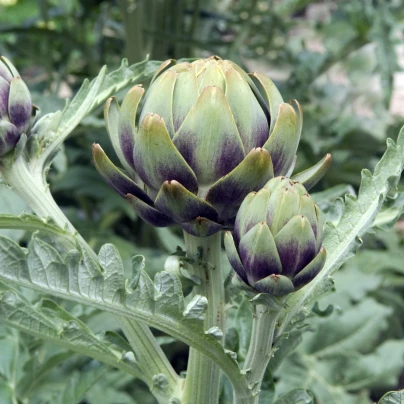 BIO Artyčok Green Globe - Cynara scolymus - bio semena - 10 ks