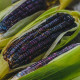BIO Kukuřice cukrová Tortilla - Zea mays - bio semena - 20 ks