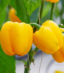 Paprika Snack Yellow - Capsicum annuum - semena - 6 ks