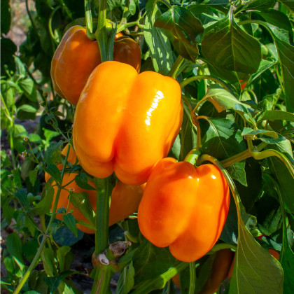 Paprika Snack Orange - Capsicum annuum - semena - 6 ks