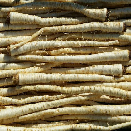 Petržel kořenová olomoucká - Petroselinum crispum - semena - 700 ks