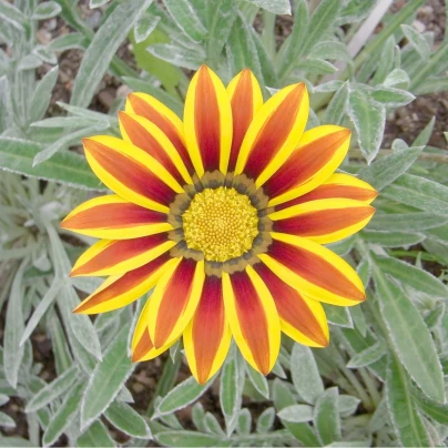 Gazánie Siesta Yellow Flame - Gazania rigens - semena - 20 ks