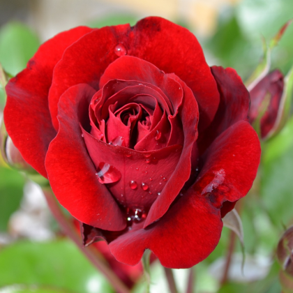 Růže velkokvětá pnoucí červená - Rosa - prostokořenné sazenice - 1 ks