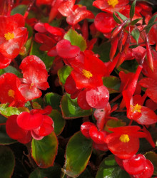 Begonie Super Olympia Červená F1 - Begonia semperflorens - semena - 12 ks
