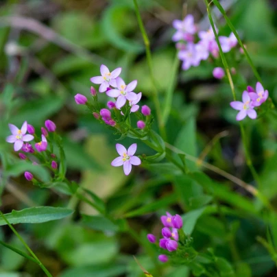 Zeměžluč okolíkatá - Centaurium erythraea - semena - 50 ks