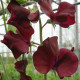 Hrachor Sunshine Burgundy - Lathyrus odoratus - semena - 12 ks