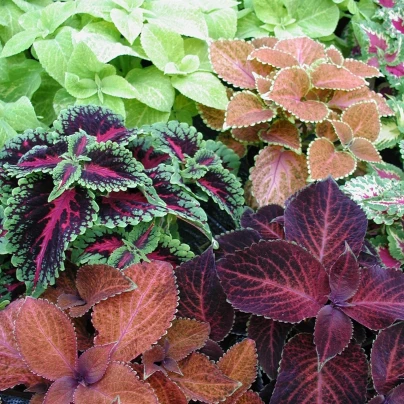 Africká kopřiva Wizard mix - Coleus blumei - semena - 30 ks