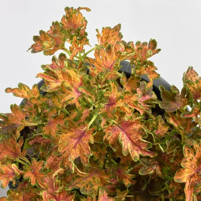 Africká kopřiva Wizard Scarlet - Coleus blumei - semena - 30 ks