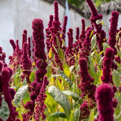 Laskavec krvavý - Amaranthus cruentus - semena - 270 ks