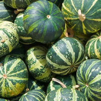 Buvolí tykev - Cucurbita foetidissima - semena - 3 ks