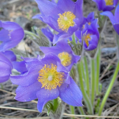 Koniklec alpinský Bells Violet - Pulsatilla alpina - semena - 20 ks