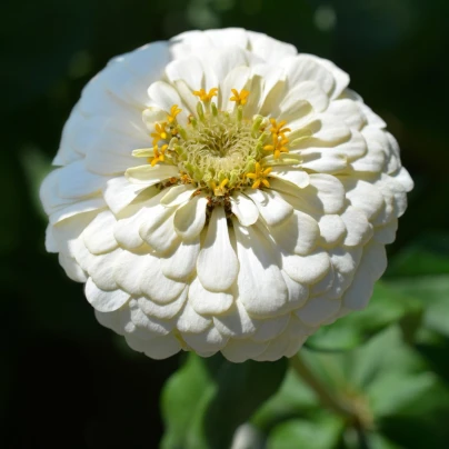 Ostálka Zinderella White - Zinnia elegans - semena - 20 ks