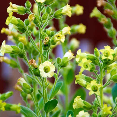 Tabák selský - Nicotiana rustica - semena - 200 ks