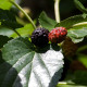 Morušovník černý - Morus nigra - semena - 5 ks