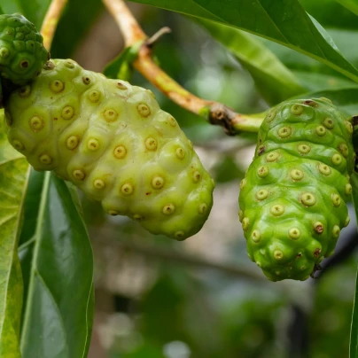 Noni - Morinda citrifolia - semena - 5 ks