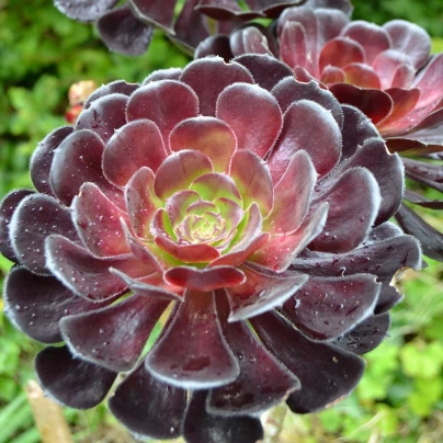 Růžicovka - Aeonium arboreum - semena - 5 ks