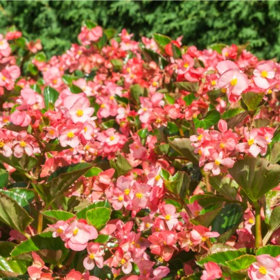 Begónie Big Rose Green Leaf F1 - Begonia benariensis - semena - 8 ks