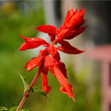 Šalvěj šarlatová Lady in Red - Salvia coccinea - semena - 10 ks