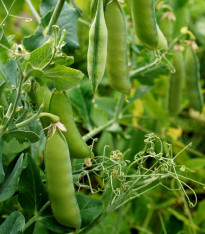 Hrách dřeňový Malý Rheinland - Pisum sativa - semena - 60 ks